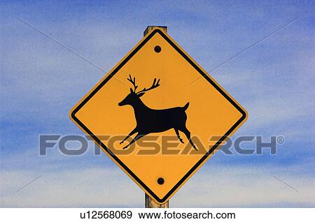 yellow road warning sign alerting drivers deer View Large Photo Image Stock Photo - yellow road warning sign alerting drivers deer. Fotosearch