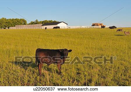 young bull calf stands looking curiously 2 farm View Large Photo Image Stock Photo -  young bull calf stands looking curiously 2 farm. Fotosearch