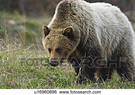Stock Photograph -  young juvenile grizzly bear close up portrait . Fotosearch