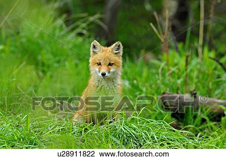 young red fox pup sits looks little 1 wildlife View Large Photo Image Stock Image - young red fox pup sits looks little 1 wildlife. Fotosearch