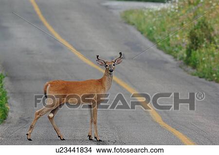 Picture -  young wild whitetail buck deer standing road. Fotosearch