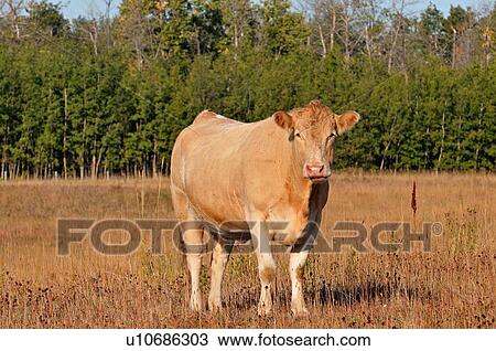 adult cow portrait standing looking forward beef View Large Photo Image Stock Image - adult cow portrait standing looking forward beef. Fotosearch