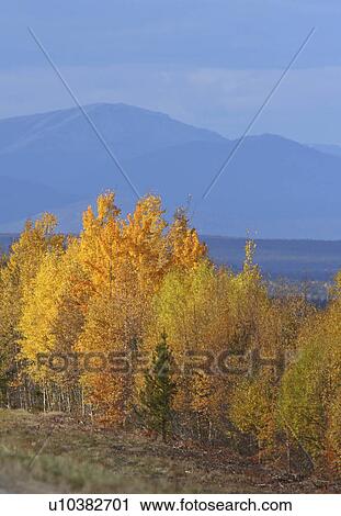 Stock Image -  autumn aspens in british columbia lodgepole fall. Fotosearch