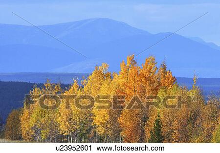 Stock Image -  autumn aspens in british columbia lodgepole fall. Fotosearch