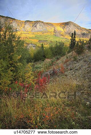 Stock Photo -  autumn colors in northern british columbia aspen. Fotosearch