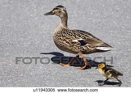 baby mallard hen duck walking following standing View Large Photo Image Stock Photography - baby mallard hen duck walking following standing. Fotosearch