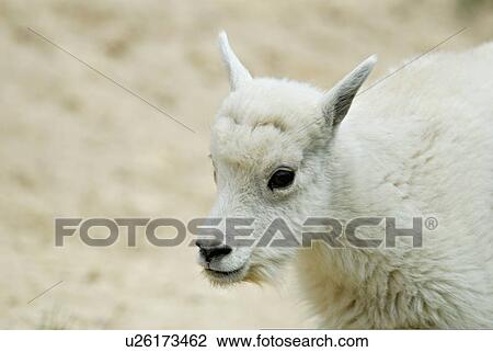 Stock Image -  baby spring nature face kid portrait mountain 10. Fotosearch