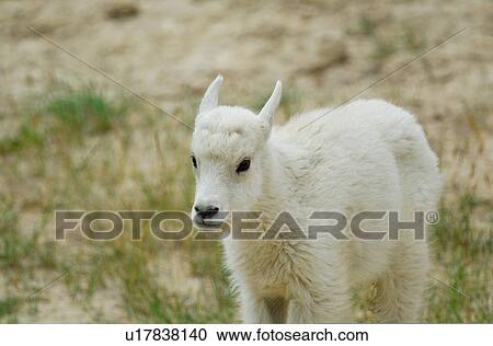 baby spring nature face kid white mountain goat View Large Photo Image Stock Image - baby spring nature face kid white mountain goat. Fotosearch