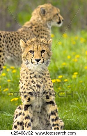 Stock Image -  baby two teens chittahs chittah toronto zoo . Fotosearch