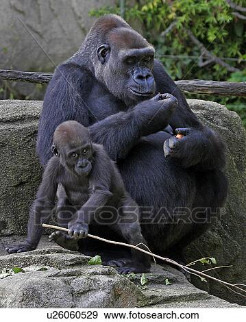 Stock Photo -  baby western lowland gorilla mother cincinnati. Fotosearch