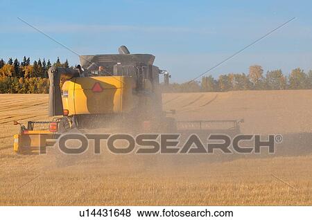 Stock Photo -  back end combine harvester blowing out wheat. Fotosearch