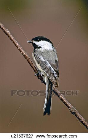 background chickadee bird perched willow branch View Large Photo Image Stock Photo - background chickadee bird perched willow branch. Fotosearch