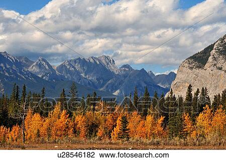 Stock Image -  background fall scenic some yellow colored aspen. Fotosearch