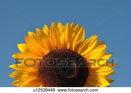 background nature close up horozontal section View Large Photo Image Stock Photo - background nature close up horozontal section. Fotosearch