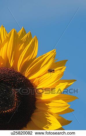 background nature close up vertical section blue View Large Photo Image Stock Image - background nature close up vertical section blue. Fotosearch