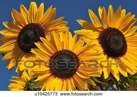 background nature cluster three brightly colored View Large Photo Image Stock Image - background nature cluster three brightly colored. Fotosearch