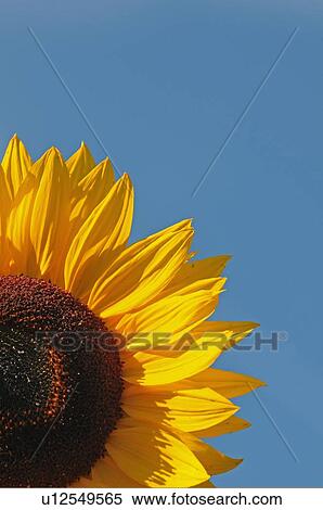 background nature section blossoming yellow blue View Large Photo Image Stock Photography - background nature section blossoming yellow blue. Fotosearch