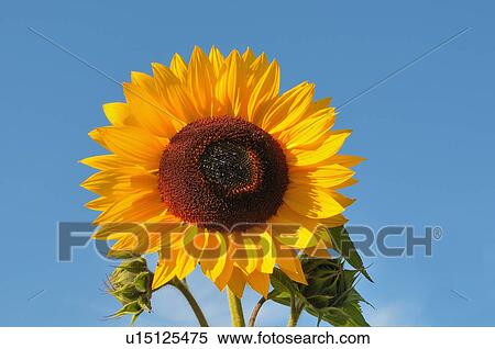 Stock Photography -  background nature single sunflower in full bloom. Fotosearch