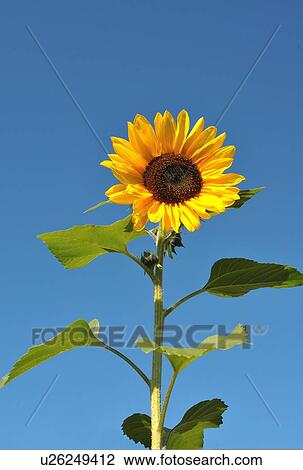 background nature vertical image vibrant yellow View Large Photo Image Stock Image - background nature vertical image vibrant yellow. Fotosearch