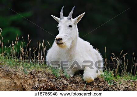 background summer nature white mountain goat View Large Photo Image Stock Photo - background summer nature white mountain goat . Fotosearch