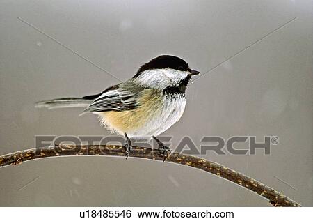 Stock Photograph -  background winter portrait chickadee bird . Fotosearch
