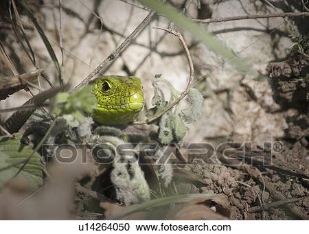 Stock Image -  beauty green lizard vadkoz . Fotosearch