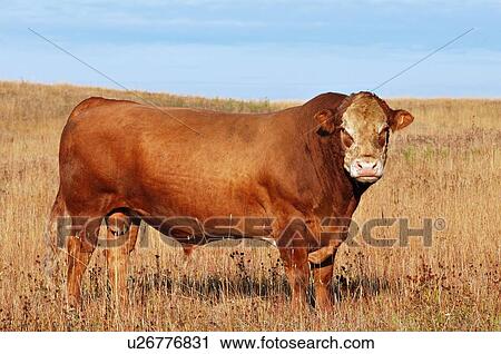 Stock Image -  big red domestic bull standing in farm field. Fotosearch