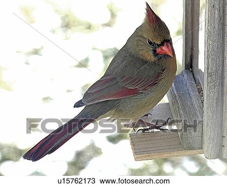 bird cardinal female indiana feeder feeding View Large Photo Image Stock Image - bird cardinal female indiana feeder feeding . Fotosearch