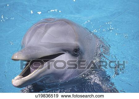 bottlenose dolphin cozumel mexico hispanic ocean View Large Photo Image Stock Photo - bottlenose dolphin cozumel mexico hispanic ocean. Fotosearch