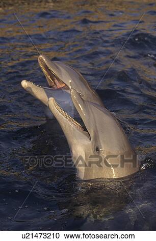 bottlenose dolphin tursiops iruncatus in waters View Large Photo Image Stock Image - bottlenose dolphin tursiops iruncatus in waters. Fotosearch