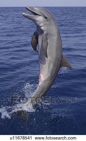 bottlenose dolphin tursiops truncatus jumping in View Large Photo Image Stock Image - bottlenose dolphin tursiops truncatus jumping in. Fotosearch
