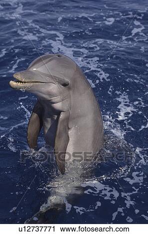Stock Image -  bottlenose dolphin tursiops truncatus jumping in. Fotosearch