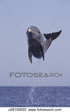Stock Image -  bottlenose dolphin tursiops truncatus jumping . Fotosearch