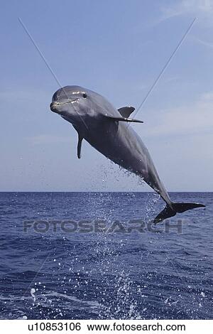 bottlenose dolphin tursiops truncatus jumping View Large Photo Image Stock Photograph - bottlenose dolphin tursiops truncatus jumping . Fotosearch