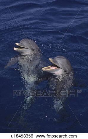 bottlenose dolphin tursiops truncatus jumping  View Large Photo Image Stock Photograph -  bottlenose dolphin tursiops truncatus jumping . Fotosearch