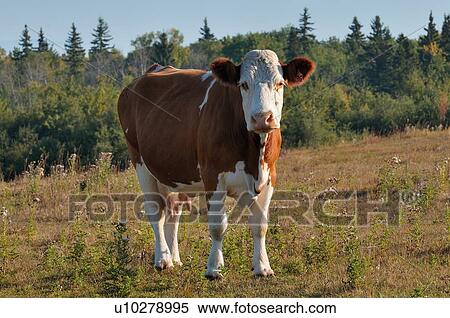 Stock Photography -  brown andd white beef cow standing looking eye. Fotosearch