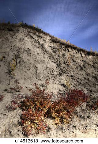 bushes cliff side in northern british columbia View Large Photo Image Stock Photo - bushes cliff side in northern british columbia. Fotosearch