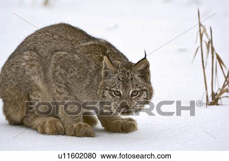 canada lynx montana usa View Large Photo Image Stock Image - canada lynx montana usa . Fotosearch