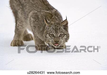 canada lynx montana usa View Large Photo Image Stock Image - canada lynx montana usa . Fotosearch
