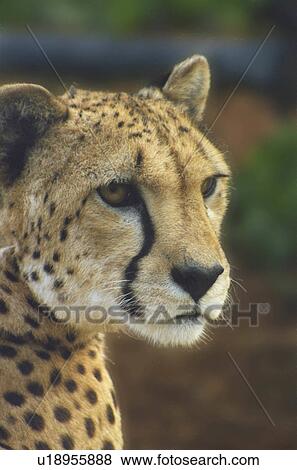 cat cheetah portrait closeup close up cheeta st View Large Photo Image Stock Photo - cat cheetah portrait closeup close up cheeta st. Fotosearch
