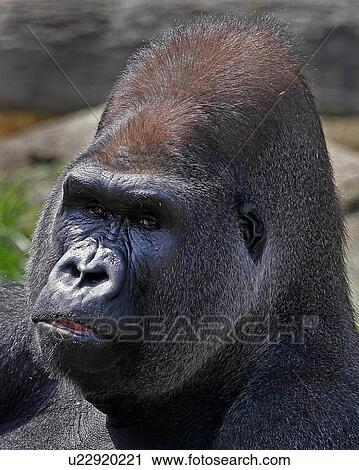 cincinnati zoo silverback western lowland ohio View Large Photo Image Stock Image - cincinnati zoo silverback western lowland ohio. Fotosearch