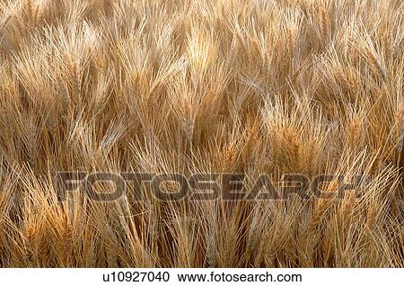 Stock Image -  close up backlit horozontal image farm field. Fotosearch
