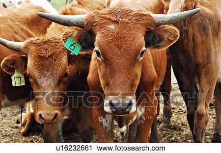 Stock Image -  close up domestic animal portrait herd young 11. Fotosearch