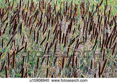 Stock Image -  close up landscape image cattail plants growing. Fotosearch