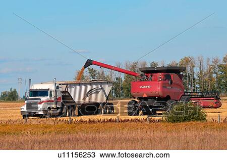 combime harvester unloading its load wheat grain View Large Photo Image Stock Image - combime harvester unloading its load wheat grain. Fotosearch