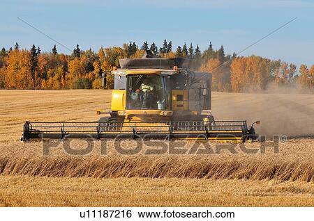 Stock Photograph -  combine harvester processing raw wheat growing. Fotosearch