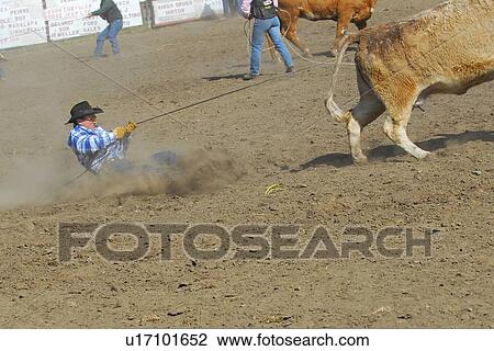 Stock Image -  cowboy hanging rope trying get cow stop in wild. Fotosearch