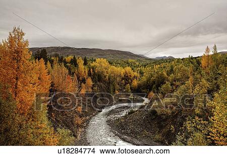 creek in northern british columbia aspen pine View Large Photo Image Picture - creek in northern british columbia aspen pine. Fotosearch