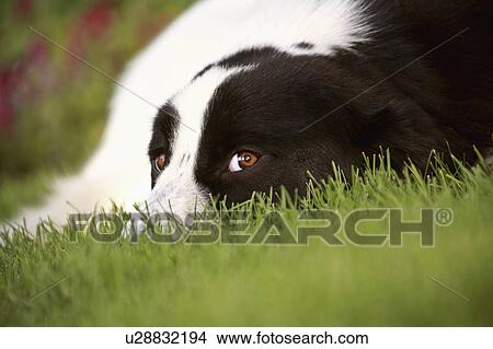 dog border lawn eyeing collie herding View Large Photo Image Picture - dog border lawn eyeing collie herding. Fotosearch