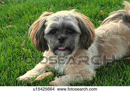 dog close up portrait pet laying in cut grass View Large Photo Image Picture - dog close up portrait pet laying in cut grass. Fotosearch